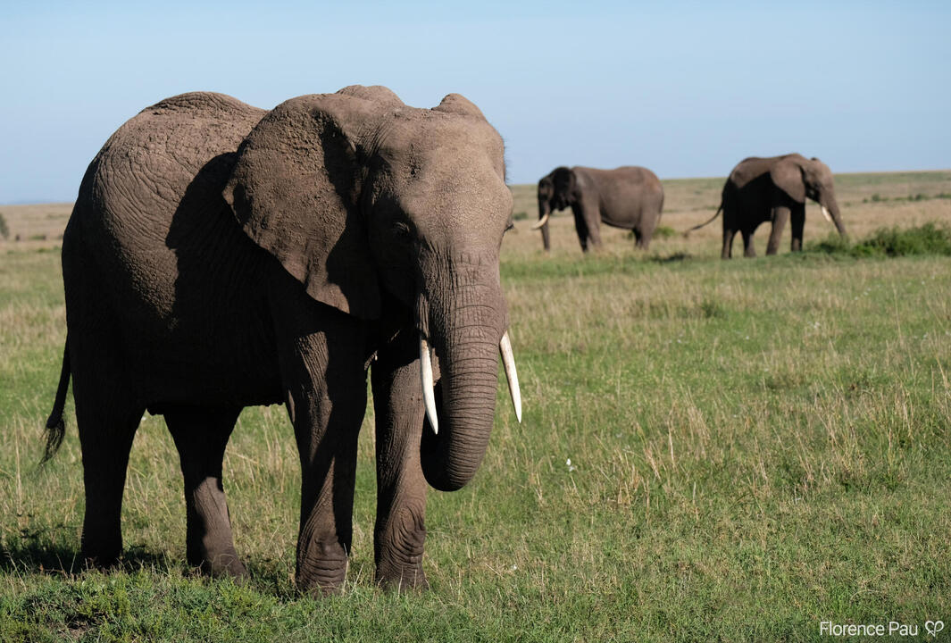 Elephants in Kenya